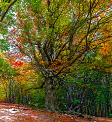 Fototapeta na wymiar glade in the autumn beech grove with green and yellow leaves on the trees