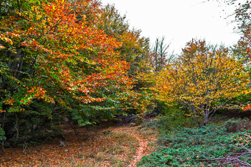 Naklejka premium pathway in the autumn beech grove with green and yellow leaves on the trees