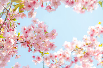 桜の花 河津桜 ピンク 背景に青空 クロースアップ  日本の春