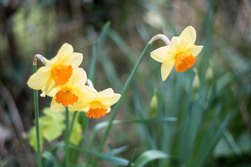Obraz premium Spring Daffodils 