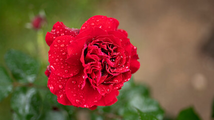 rosa mojada por la lluevia