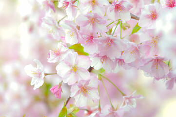 満開の桜の花 河津桜 クロースアップ  ピンク 日本の春