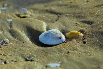 Małe muszelki na piaszczystej plaży nad Bałtykiem © Gosiak