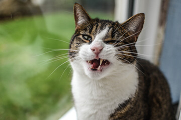 Naklejka na ściany i meble Tabby cat yawning