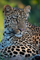 Portrait of a young female Leopard taken on a safari in South Africa