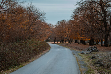 Amazing view with colorful autumn forest with asphalt mountain road at sunset.