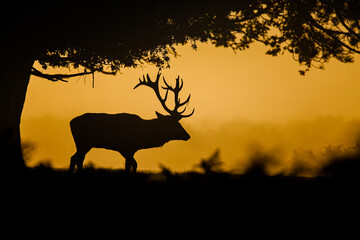 Silhouetted Red Deer during the annual deer rut