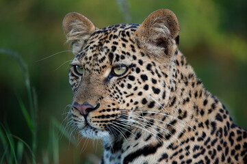 Fototapeta na wymiar Portrait of a young female Leopard taken on a safari in South Africa