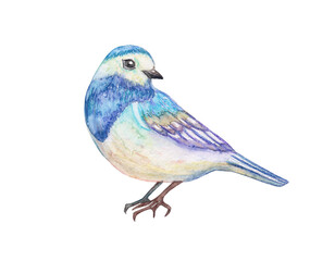 lovely little bird. watercolor painting