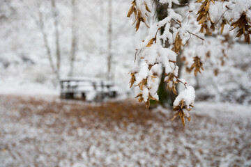 Old wooden table top with leaves falling in forest, autumn background