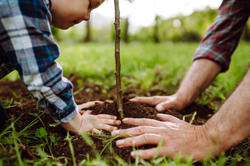 Planting a family tree. Hands of grandfather and little boy planting young tree in the garden. Environmental awareness. Spring concept, save nature and care.  - obrazy, fototapety, plakaty