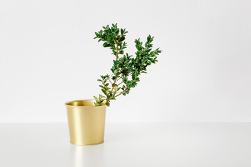 Branch of a green leaves in a gold metal pot on white background.