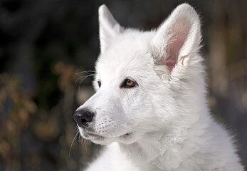 portrait of a white swiss shepherd dog blue eyes