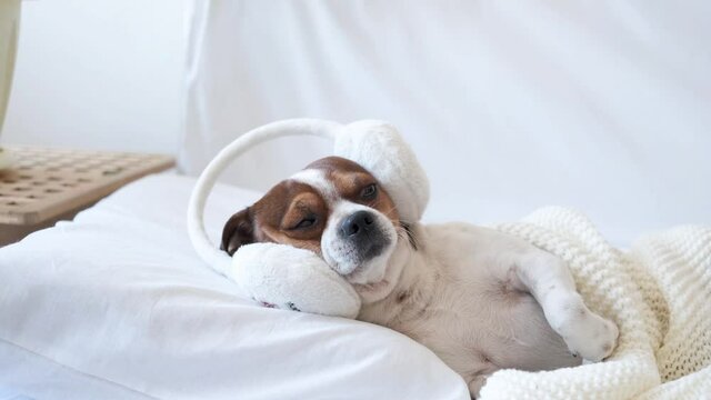 4k. Small cute chihuahua dog sleeping and lying in earmuffs in white bed. 