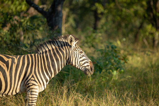 Zebra in the later morning winter glow.