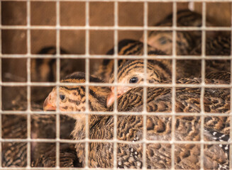 Countryside Mallorca