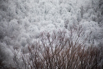 Winter trees in mountains covered with fresh snow. Beautiful landscape with branches of trees covered in snow. Mountain road in Caucasus. Azerbaijan