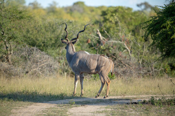 Naklejka na ściany i meble Large Kudu bull crossing the road with large spiral horns