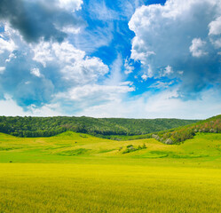 Wheat field and countryside scenery.