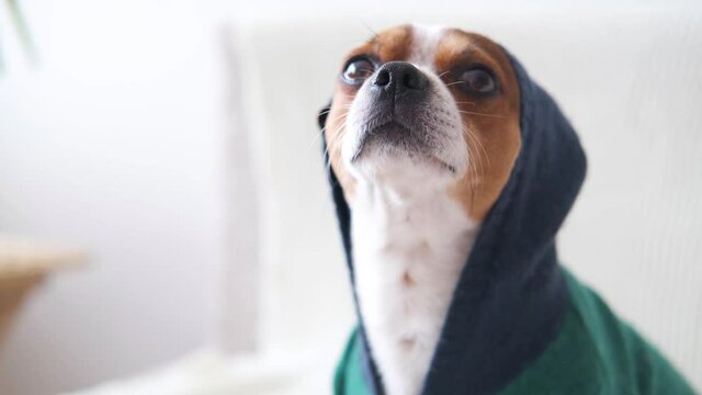 4k.Small chihuahua dog in hoodie looking at camera and barking on sofa. 