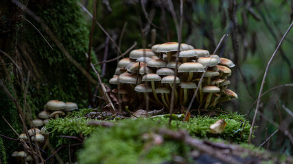 mushrooms in the forrest