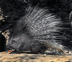 Porcupine in its enclosure. Latin name - Hystrix cristata	
