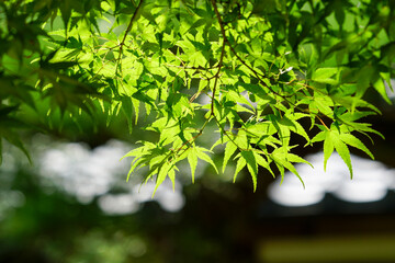 日光が透ける楓の葉