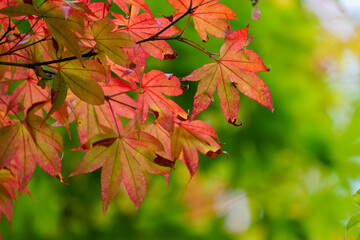赤く色付き始めた日本楓