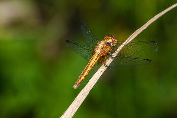 close up of a dragonfly on a leaf