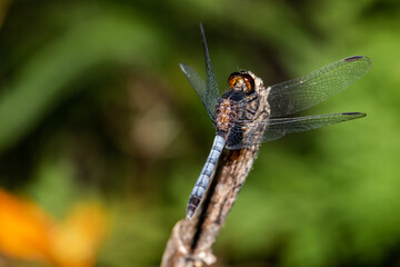 close up of a dragonfly on a leaf