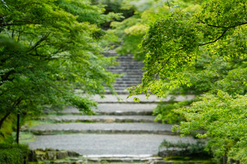 Obraz premium 二尊院の参道の風景