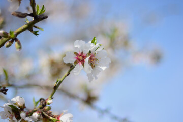 Flor de almendro