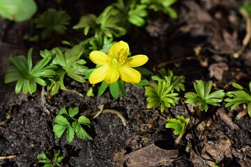 Close up of an Eranthis hyemalis - Winterling