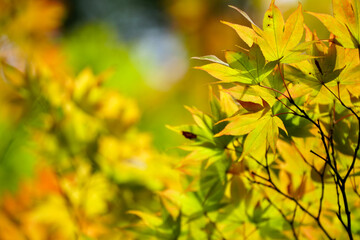 Obraz premium 秋の気配が漂う日本楓