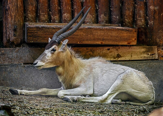 Addax also known as the screwhorn antelope. Latin name - Addax nasomaculatus	