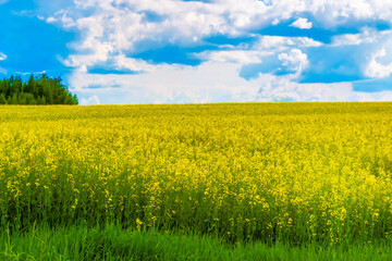 Field of rapeseed, canola or colza, rape seed plant, springtime golden flowering field