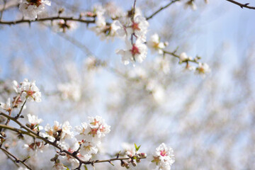 Fototapeta premium Ramas de almendros con fotos de ramas y flores desenfocados