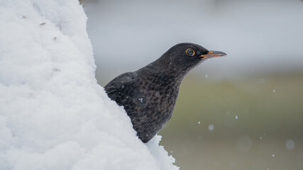 bird, natur, amsel, black, tier, wild lebende tiere, schnabel, gras,
