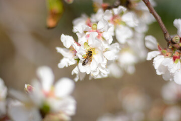 Abeja polinizando una flor de almendro