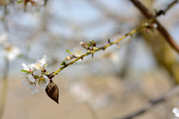Detalle de una rama de almendro con flor y fruto