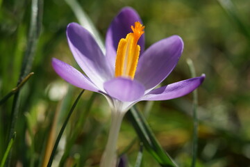 a single spring flower called crocus in purple color
