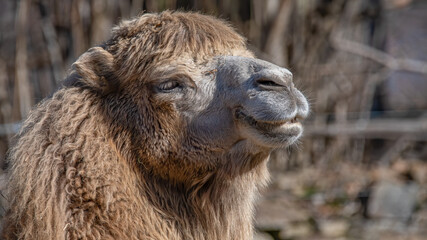 camel, tier, säugetier, wüste, tierpark, kopf, braun, natur, portrait