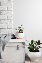 White wooden box and young home plants in white flower pots on white wall background