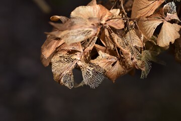 Dry hydrangea umbels against a dark background