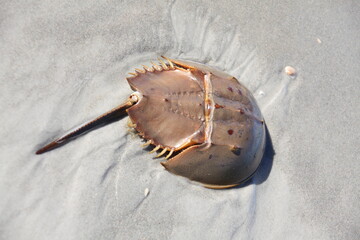 horseshoe crab in a shallow water of Atlantic ocean © viktor2013
