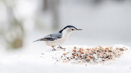 bird on the snow