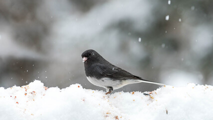 Junco on snow