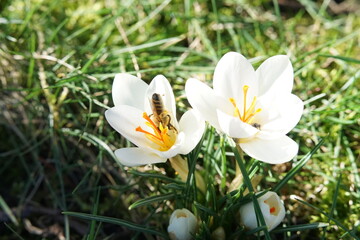 white crocuses in the garden with a bee queen