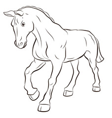 In the animal world. Horse image. Black and white drawing, coloring.