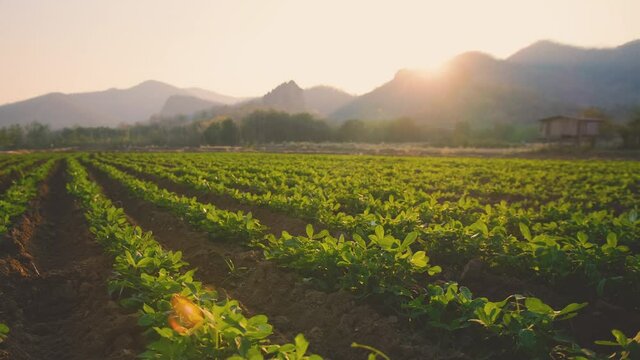 Landscepe of peanuts plantation in countryside Thailand near mountain at evening with sunshine, industrial agriculture, slider camera shots